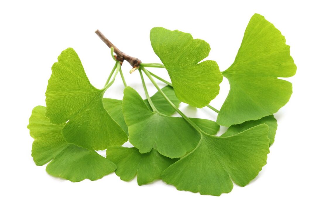 spotted ginkgo biloba Alcozar